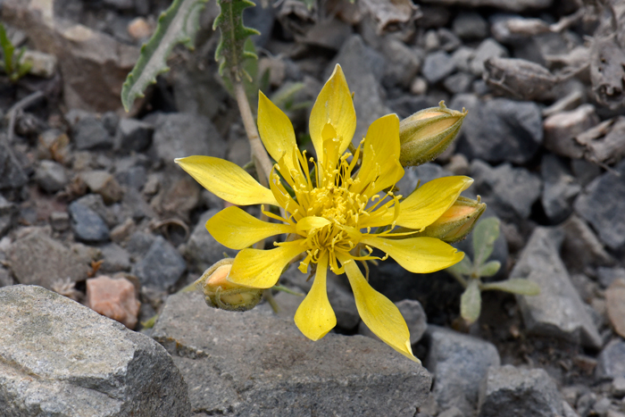 Adonis Blazingstar has a beautiful showy yellow flower with usually 10 petals approximately 2 inches across. This species blooms from March to October across its large geographic range. Mentzelia multiflora 